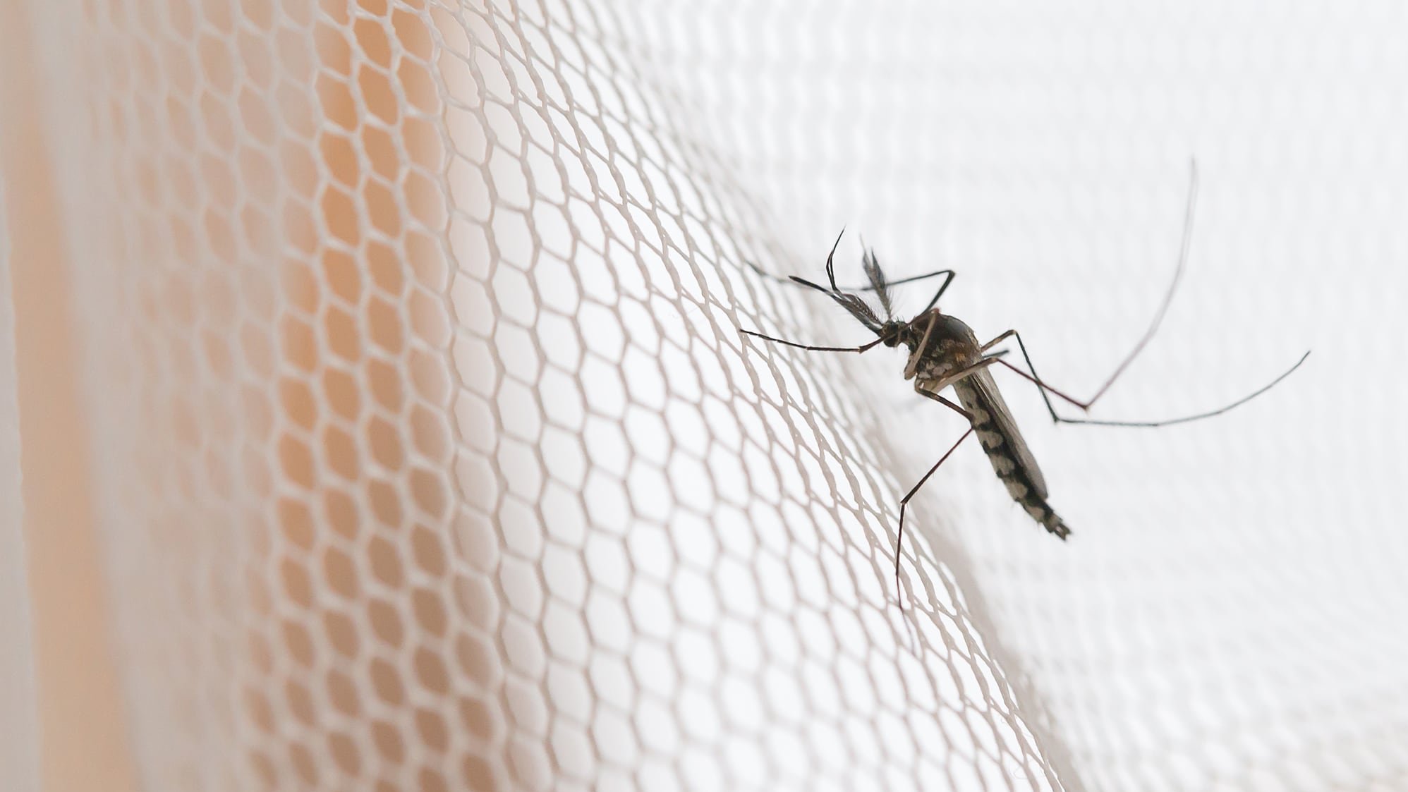 [Translate to Italienisch:] Mücke sitz auf einem Insektenschutz