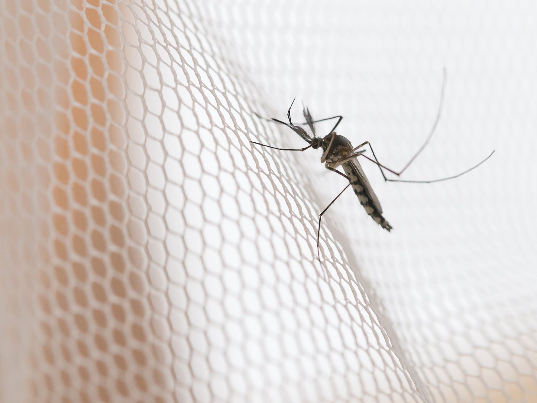 [Translate to Italienisch:] Mücke sitz auf einem Insektenschutz