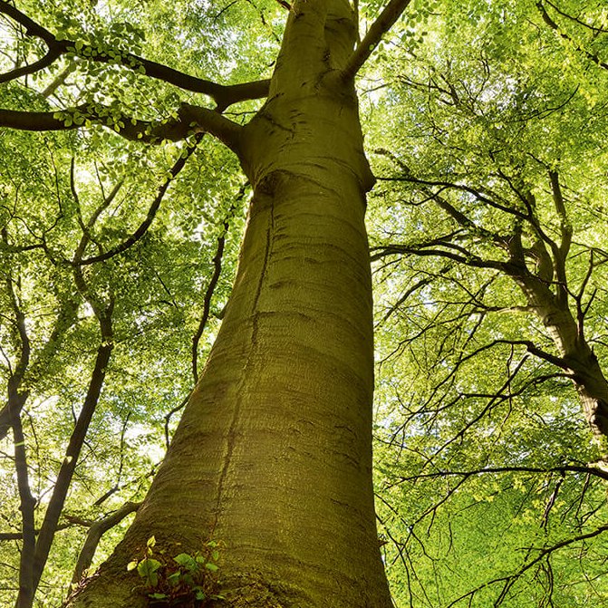 Baum