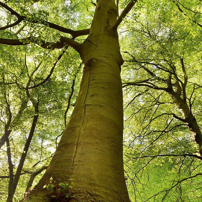 [Translate to Italienisch:] Nahaufnahme eines hohen Baumes in einem Wald